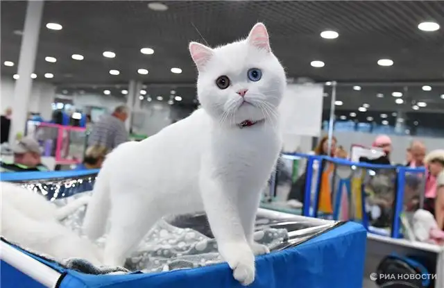 Одинокие женщины выбирают кошек как секрет продления жизни