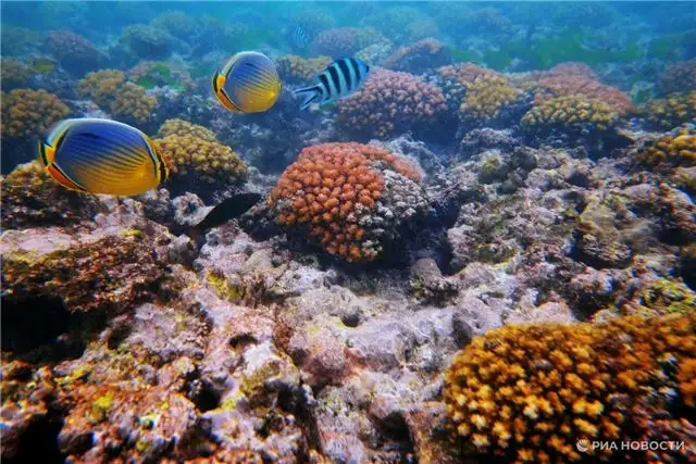 Гебрук - человеку известны лишь около 10% морских обитателей
